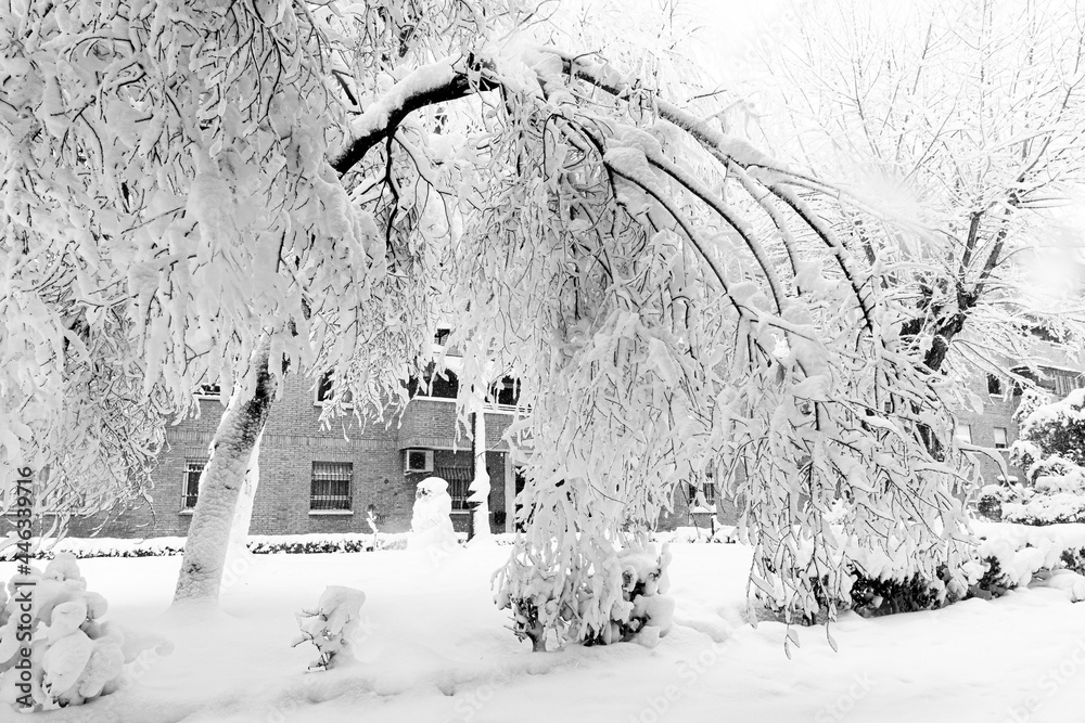 The tree cries with frozen tears.