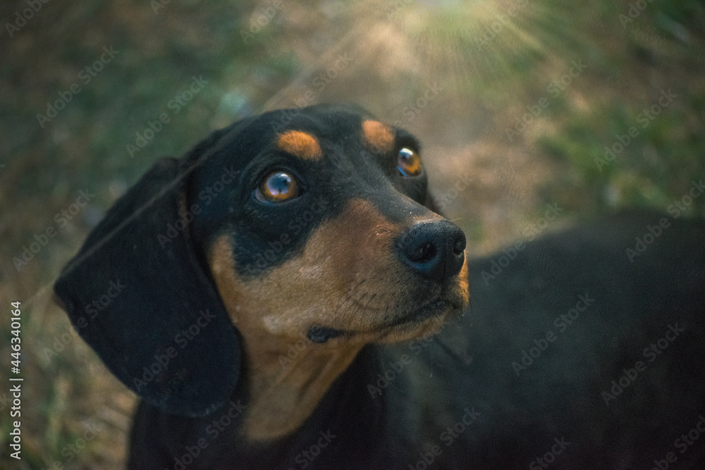 beautiful portrait of a cute dachshund teckel
