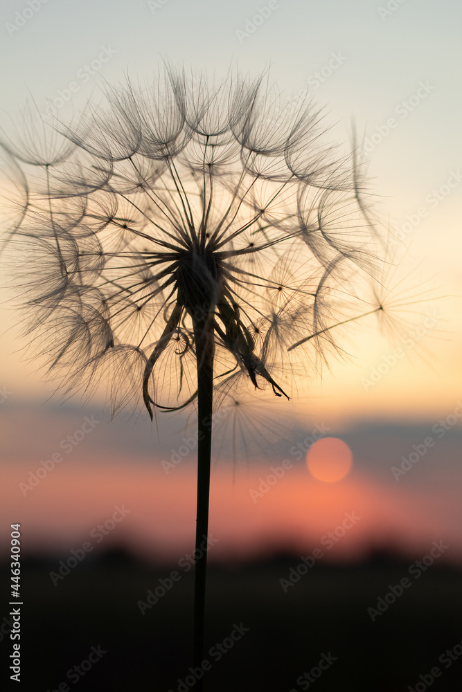 Big dandelion is in the field during sunset