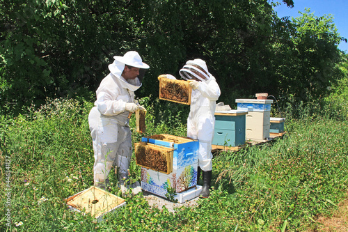 Mother teaching her daughter how to inspect frames and look for the queen bee in a Langstroth beehive and hanging frames outside the hive on a hive rack with green plant background copy space.  