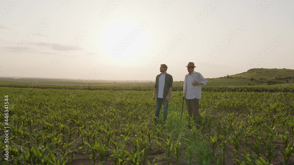 Two farmers stand in corn field, discuss harvest, crops Two farmers stand in corn field, discuss harvest, crops