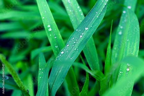 Water drops on rich green fresh grass after rain, feeling of freshness and coolness after a hot day