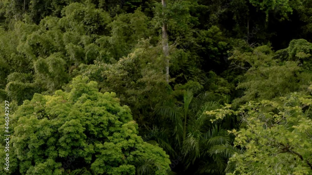 Aerial drone view of green tropical trees in jungle. Сamera moves from the roots to the crown of high wood in the jungle. Very high tree trunk in tropical jungle. Protection of nature and rainforests. Aerial drone view of green tropical trees in jungle. Сamera moves from the roots to the crown of high wood in the jungle. Very high tree trunk in tropical jungle. Protection of nature and rainforests.