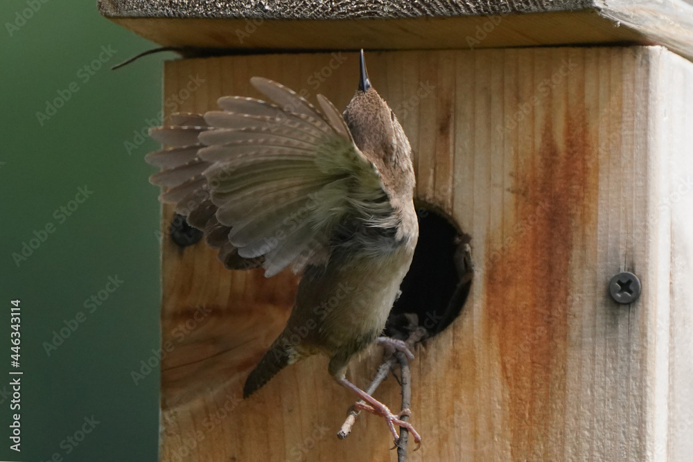 Fototapeta premium House Wren parents bringing multiple insects back to chicks inside nesting box on bright summer day. Both parents working constantly to feed babies