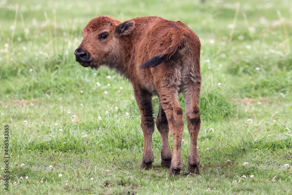 Bison on meat farm in pasture on bright sunny day Bison on meat farm in pasture on bright sunny day
