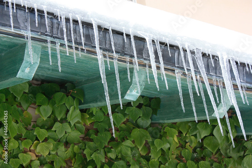 Close up shot of ice stalactites, green leaves background