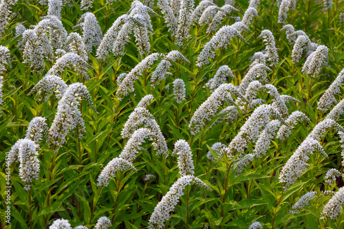 garden of flowers ivory white butterfly bush photo