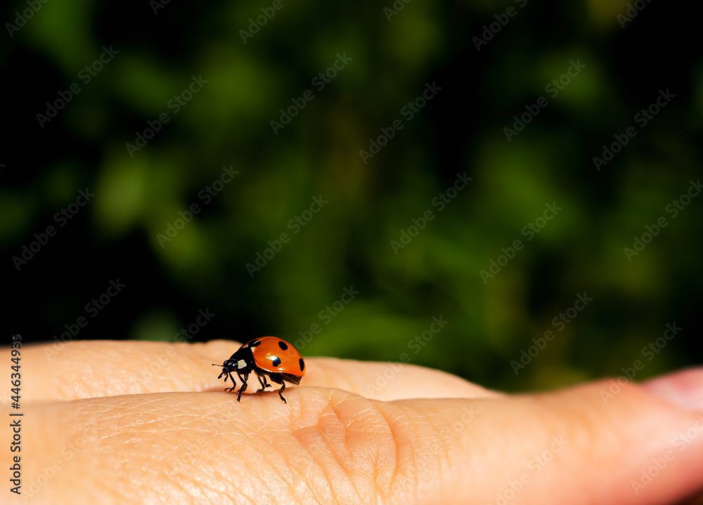a ladybug is sitting on a finger .nature and insects background a ladybug is sitting on a finger .nature and insects background