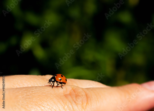 a ladybug is sitting on a finger .nature and insects background