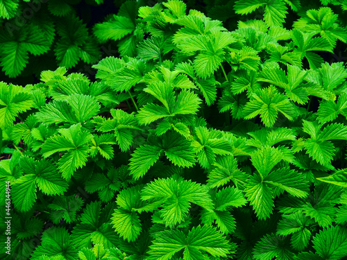 nettle leaves on a green background