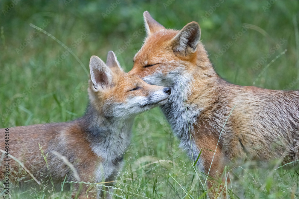 Mother fox and cub