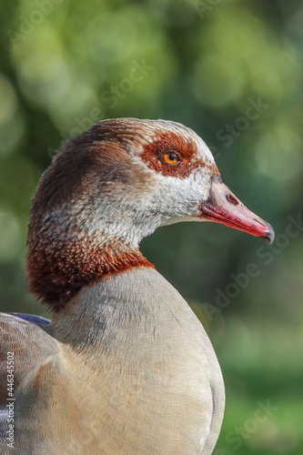 Egyptian Goose