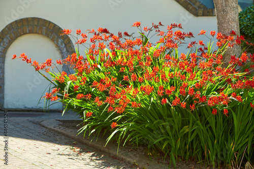 Foto A Crocosmia called Lucifer in a garden setting with wall brick in background