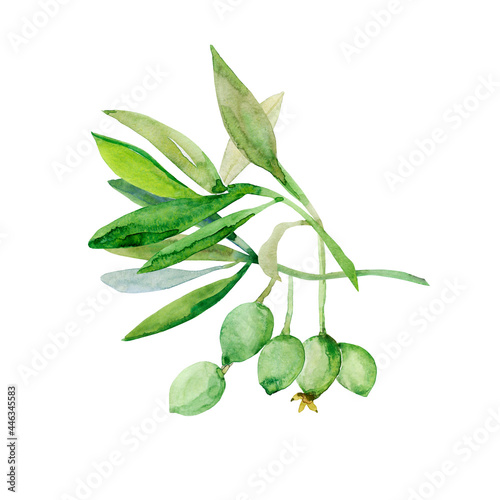 Watercolor olive tree branch.Image on white and colored background.Patten.