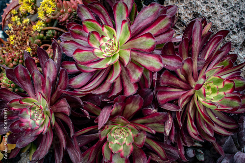 Closeup of Beautiful Purple and Green Succulent Plants Blooming in a Public Garden in San Diego, California, USA
