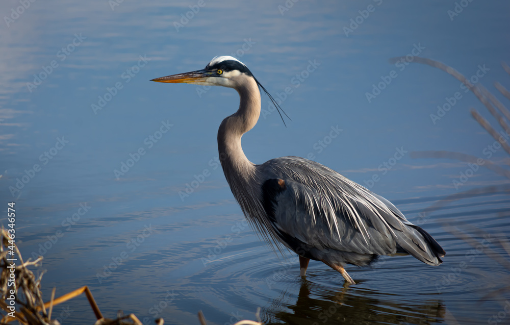 Blue Heron Wading in the Water Blue Heron Wading in the Water