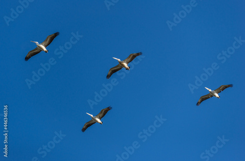 Group of Pelicans Flying Against Sky. Wild Animal Concept