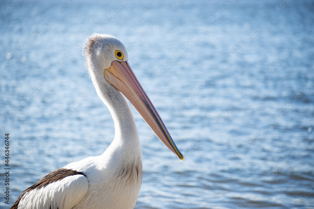 Close up of Pelican Standing on a Riverside in a Sunny Day.Isolated Pelican. Wild Animal Concept Close up of Pelican Standing on a Riverside in a Sunny Day.Isolated Pelican. Wild Animal Concept