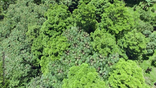 Aaerial view of trees - Drone