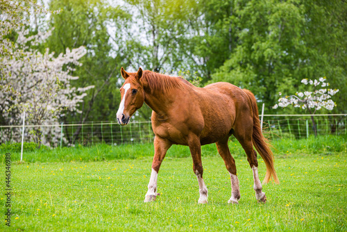 Brown horse with white stripe on head walking on green pasture in Czech republic