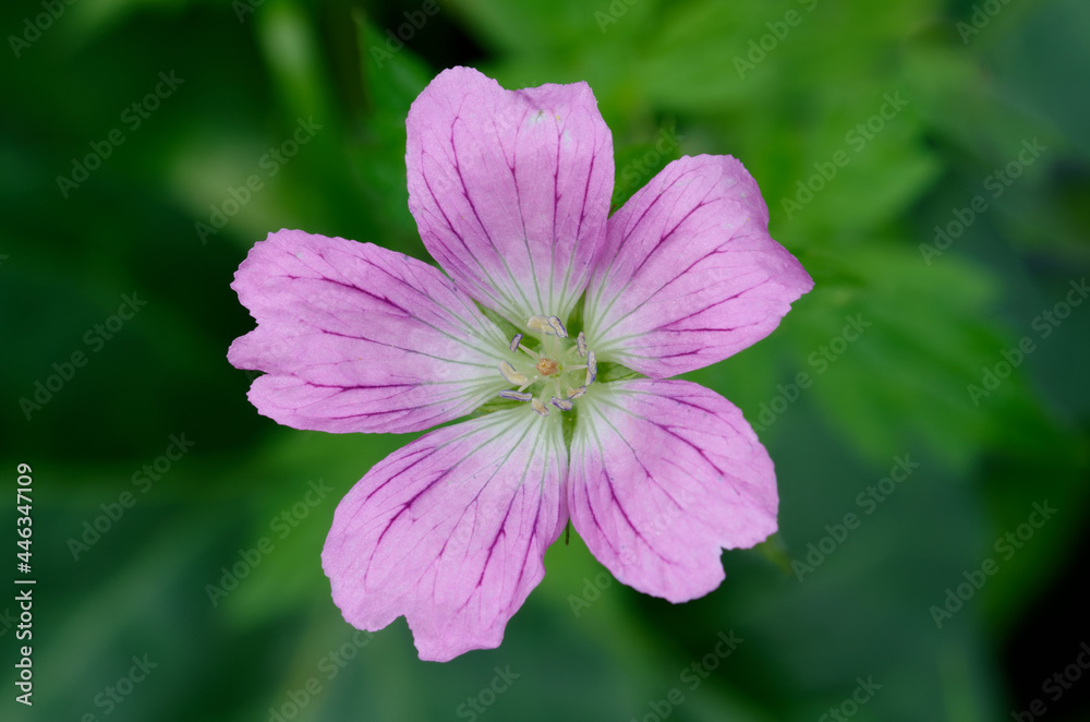 Pink flower of Geranium endressii or Endres cranesbill or French crane's-bill against blurred green background