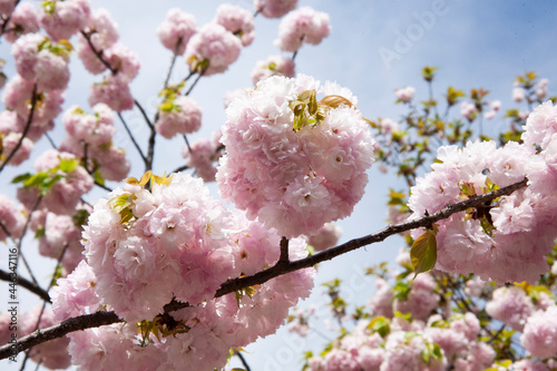 八重桜 桜 日本的