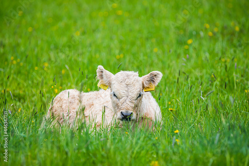 Cute white furry calf lying on fresh green pasture  photo