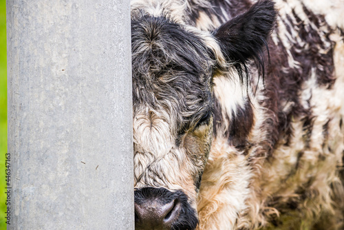 Furry cow hiding behind concrete