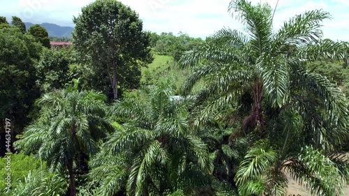 Palms tree in the forest - Ddrone