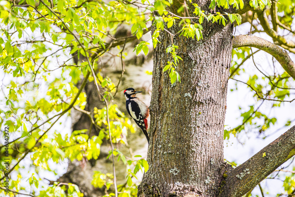 Great spotted woodpecker in Spring Great spotted woodpecker in Spring