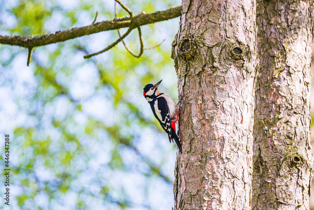 Great spotted woodpecker in Spring Great spotted woodpecker in Spring