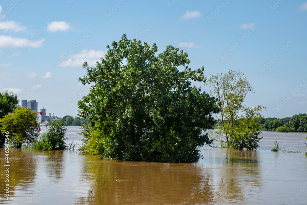 Flooded agricultural fields in the Netherlands with growing plants in summer after heavy rainfalls