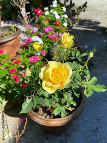 roses in a pot