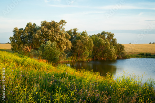 Hilly shore of a pond with willows