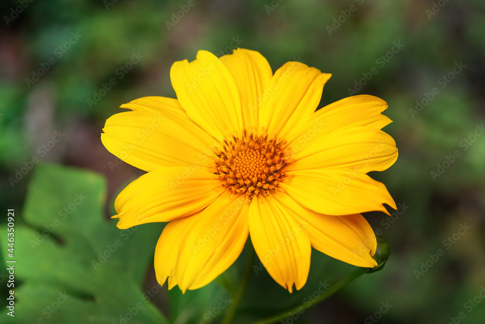 yellow gerbera flower in springtime yellow gerbera flower in springtime