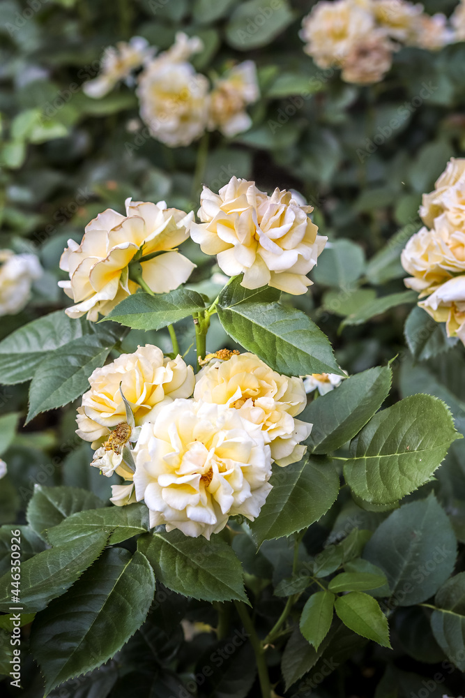 Fototapeta premium Yellow roses in a garden.