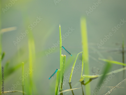 blue dragonflies sit on green bushes © FlyVi