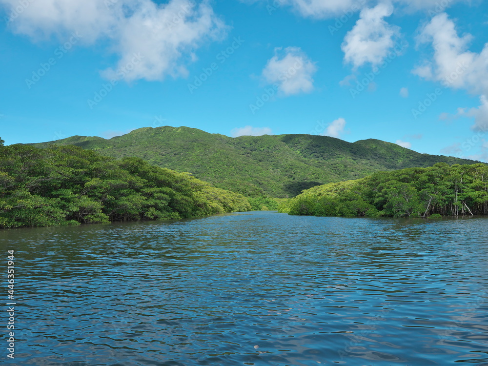 Okinawa,Japan - July 13, 2021: Beautiful mangrove forest along Nakama river in Iriomote island, Okinawa, Japan
