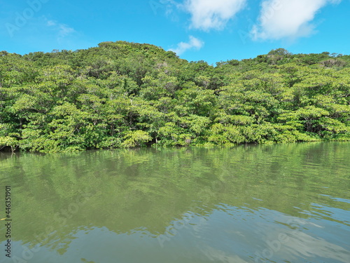 Okinawa Japan - July 13  2021  Beautiful mangrove forest along Nakama river in Iriomote island  Okinawa  Japan 