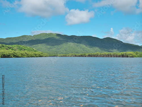 Okinawa,Japan - July 13, 2021: Beautiful mangrove forest along Nakama river in Iriomote island, Okinawa, Japan
 photo