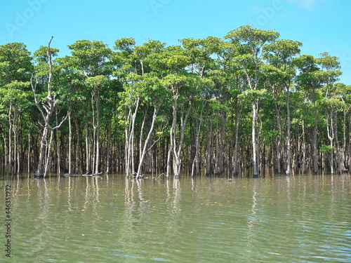 Okinawa,Japan - July 13, 2021: Beautiful mangrove forest along Nakama river in Iriomote island, Okinawa, Japan
 photo