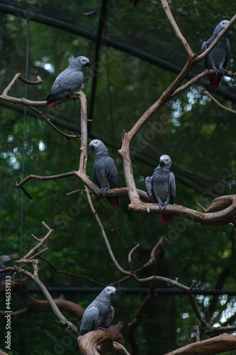 Obraz na plátně Aves paradas en ramas