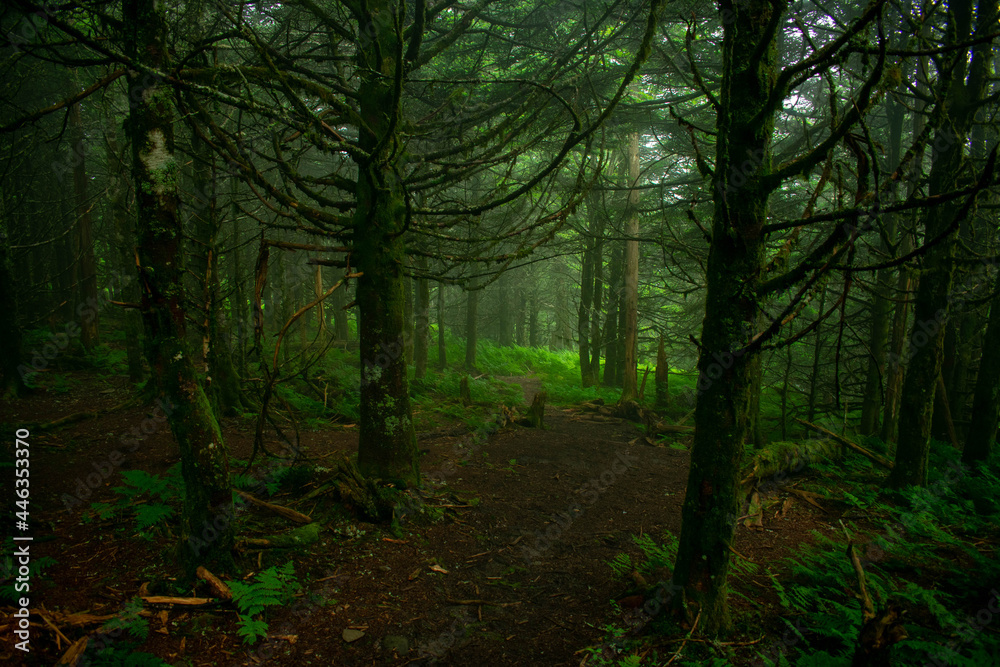 Fototapeta premium AT trail in the forest.