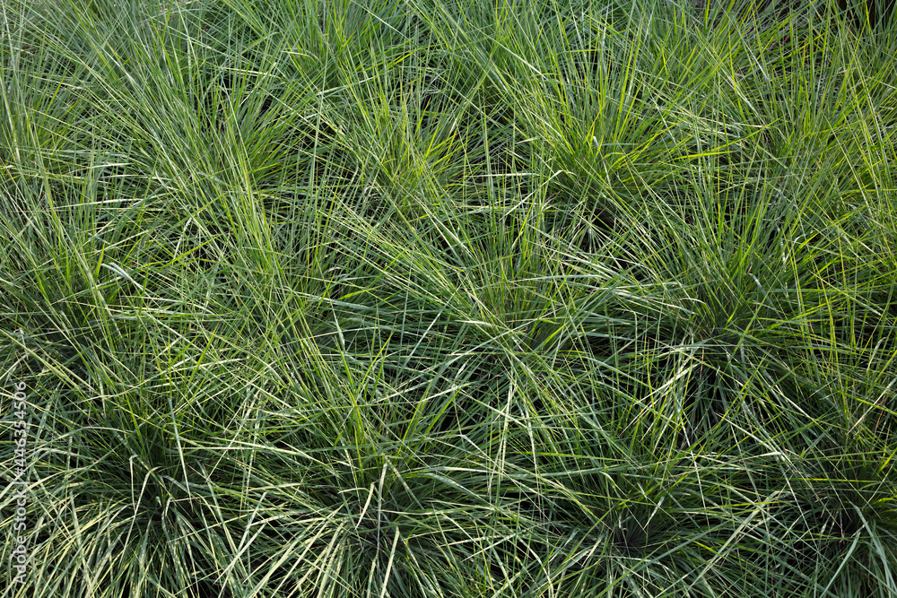 Fototapeta premium natural lawn grass full frame weed leaf background