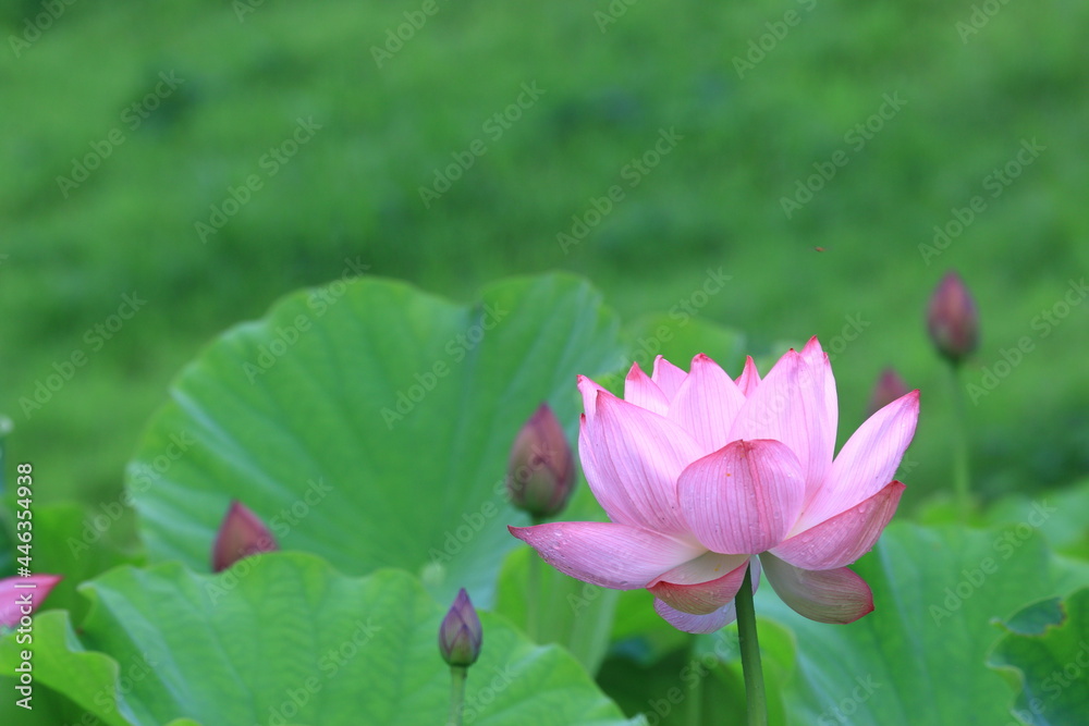 満開のハスの花