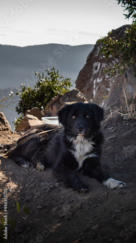A black dog on a mountain at sunrise