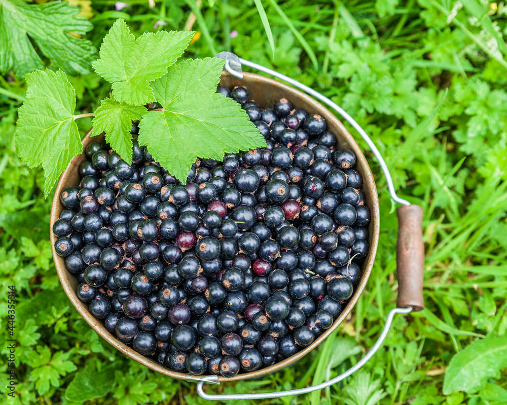 Blackcurrant berries in a metal bucket at organic farm top view Blackcurrant berries in a metal bucket at organic farm top view