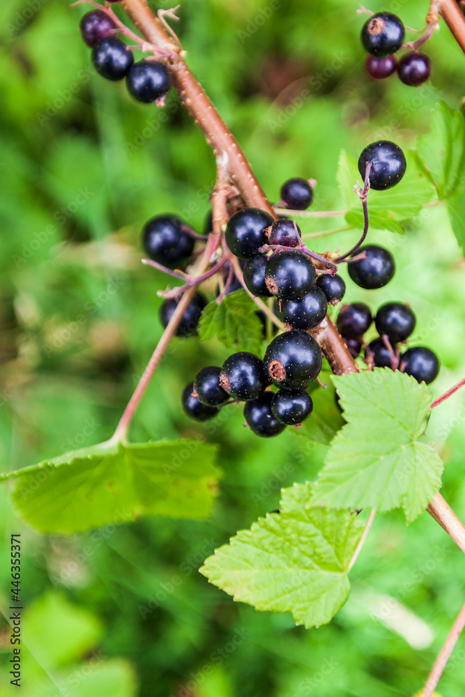 Branch of ripe blackcurrant berries hanging on the bush at organic farm. Branch of ripe blackcurrant berries hanging on the bush at organic farm.