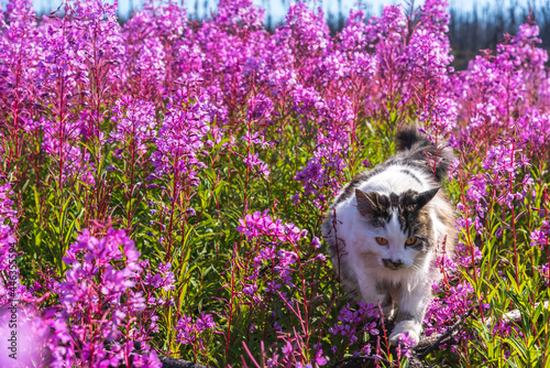Canvas Print Beautiful pet cat in wild, outdoor environment surrounded by stunning pink and purple wild flowers