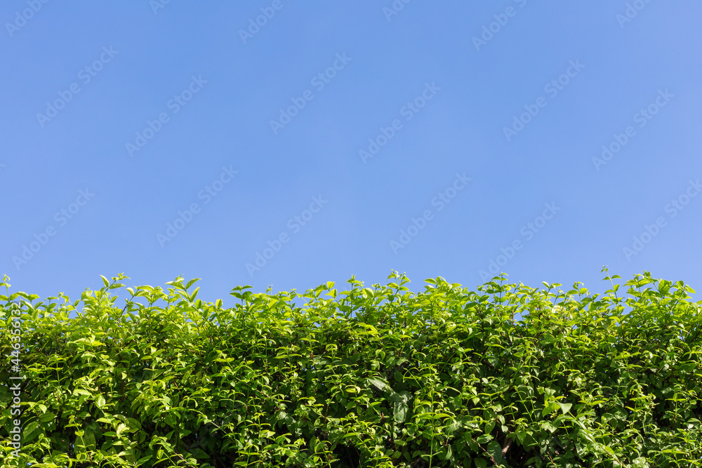 Beautiful Pattern of Leaves on blue sky background  and copy space